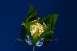 128 Цветок из сладкого перца
